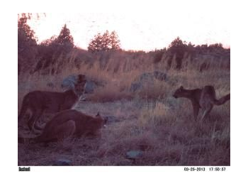 Sobrevivencia de crías de puma (Puma concolor) hasta edad de dispersión en la Reserva Nacional Río los Cipreses, Región del Libertador Bernardo O’Higgins