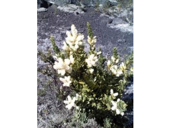 Hallazgo de la Proteácea endémica radal enano (Orites myrtoidea) en el Parque Nacional Conguillío, Región de la Araucanía.