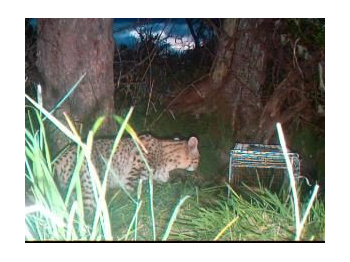 Gato de Geoffroy (Leopardus geoffroyi)en el Monumento Natural Dos Lagunas
