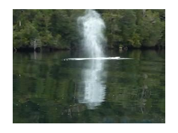 Ballena sei (Balaenoptera borealis) en el Parque Nacional Laguna San Rafael