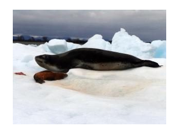 Foca leopardo (Hydrurga leptonyx) en el Parque Nacional Laguna San Rafael